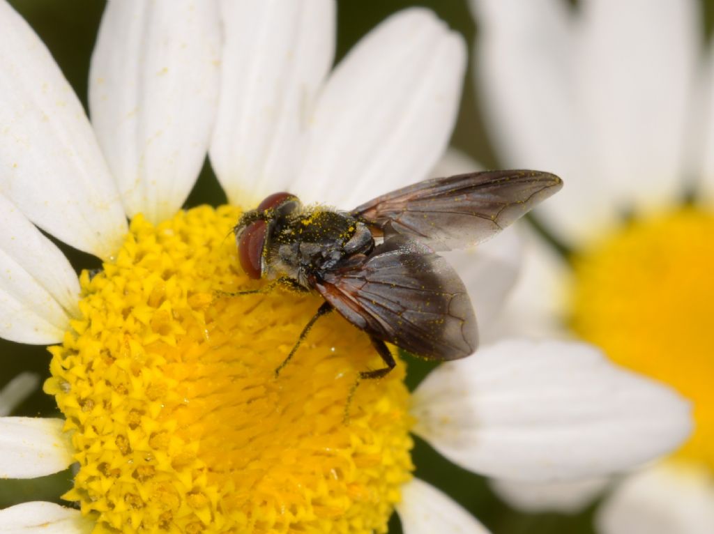 Tachinidae ?  S, Tachinidae Phasiinae:  Elomya lateralis, maschio